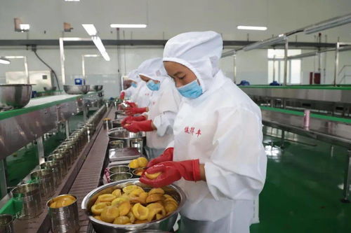 杨凯 围绕 四新 主攻 四化 的三都探索